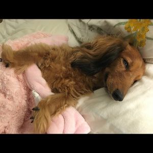 Meet your Posher, Jolee